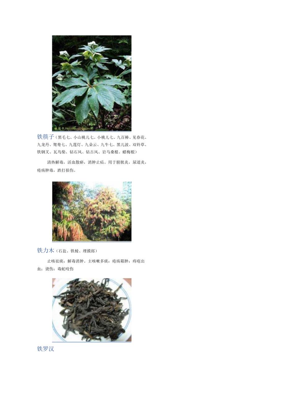 3000种中医药材第2201-2300种.docx_第2页