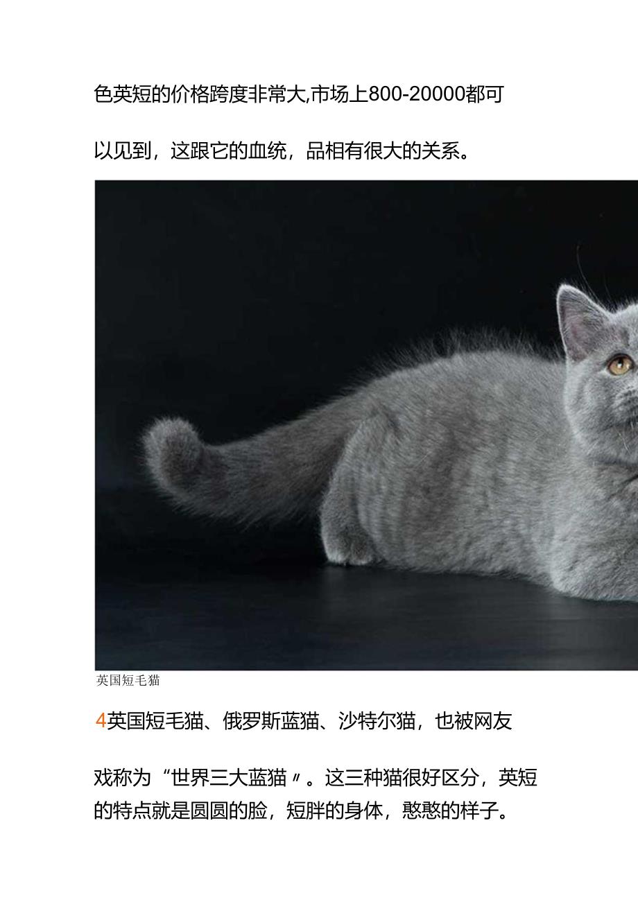 00533朋友说ta养了只蓝猫可我看猫是灰色的怎么和他聊聊蓝猫不外行？.docx_第3页