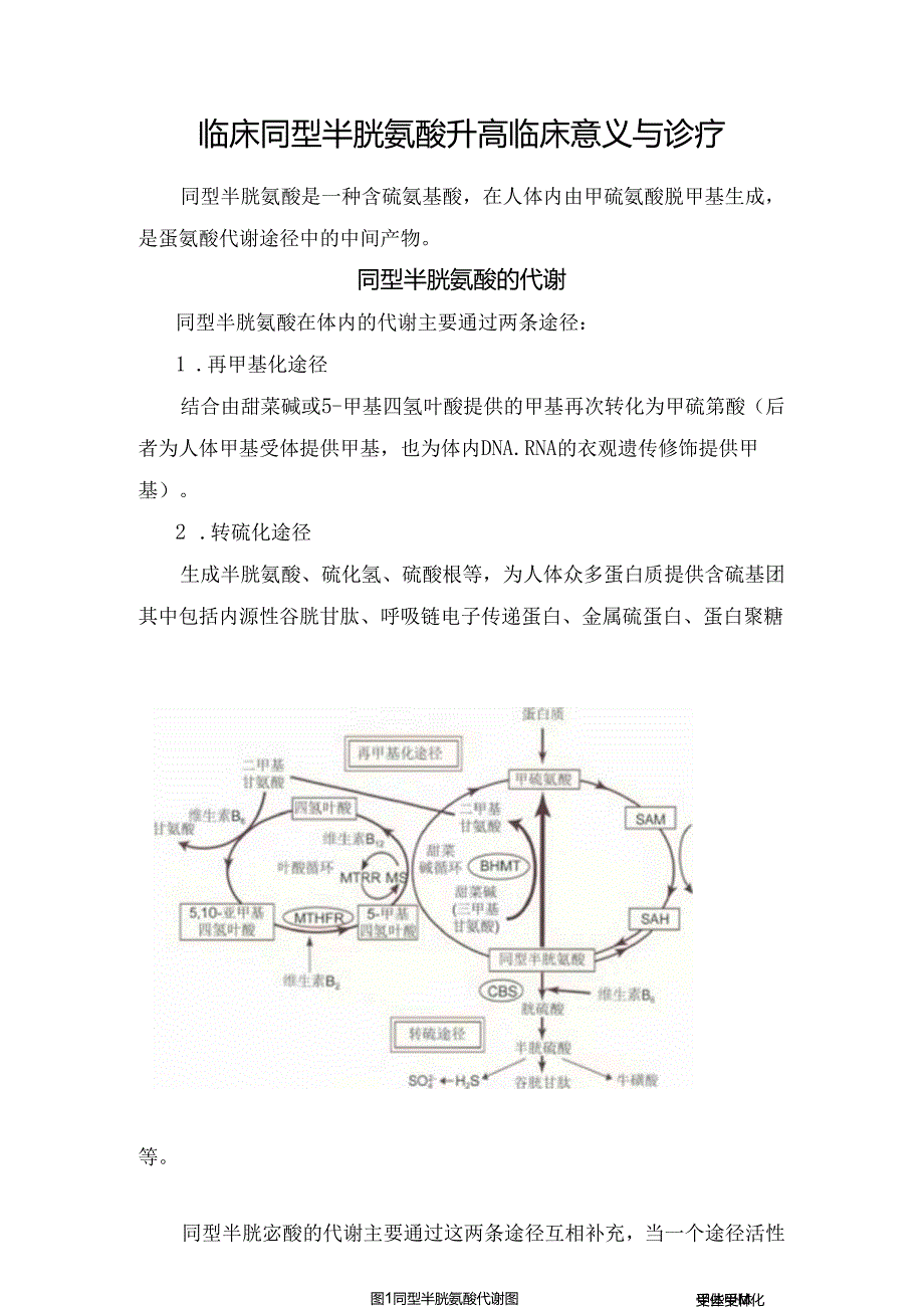 临床同型半胱氨酸升高临床意义与诊疗.docx_第1页