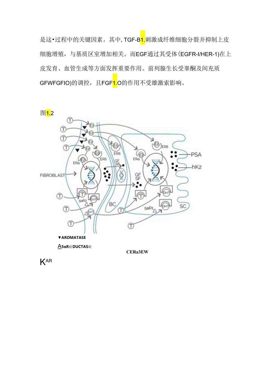 前列腺癌：流行病学、病因学、发病机制和危险因素2024（附表）.docx_第3页