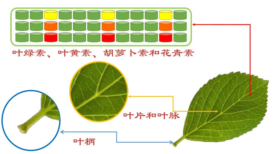 中班科学《树叶变黄了》PPT课件教案幼儿园科学：树叶变黄了.pptx_第2页