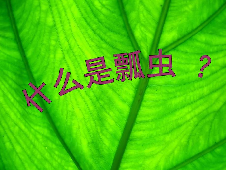 中班《可爱的瓢虫》PPT课件可爱的瓢虫(备注中有文字补充.pptx_第2页