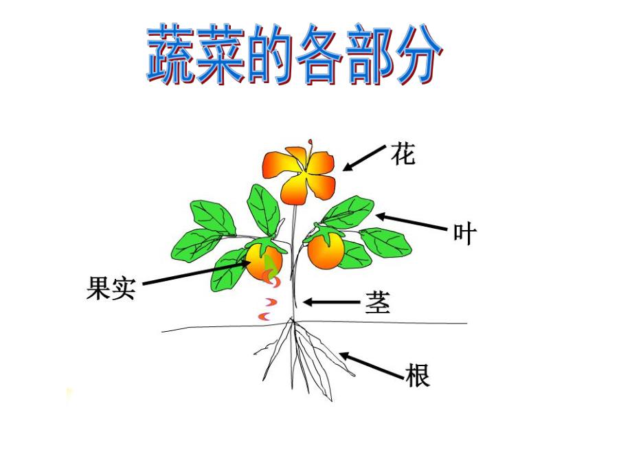 中班科学活动《认识蔬菜》PPT课件教案PPT课件.pptx_第3页