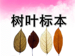 中班科学《树叶标本》PPT课件树叶标本.pptx