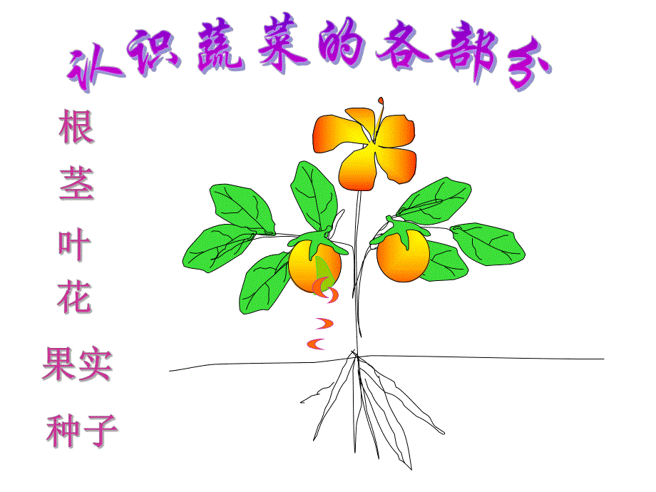 中班科学《蔬菜品种多》PPT课件中班科学蔬菜品种多具教案PPT.pptx_第2页