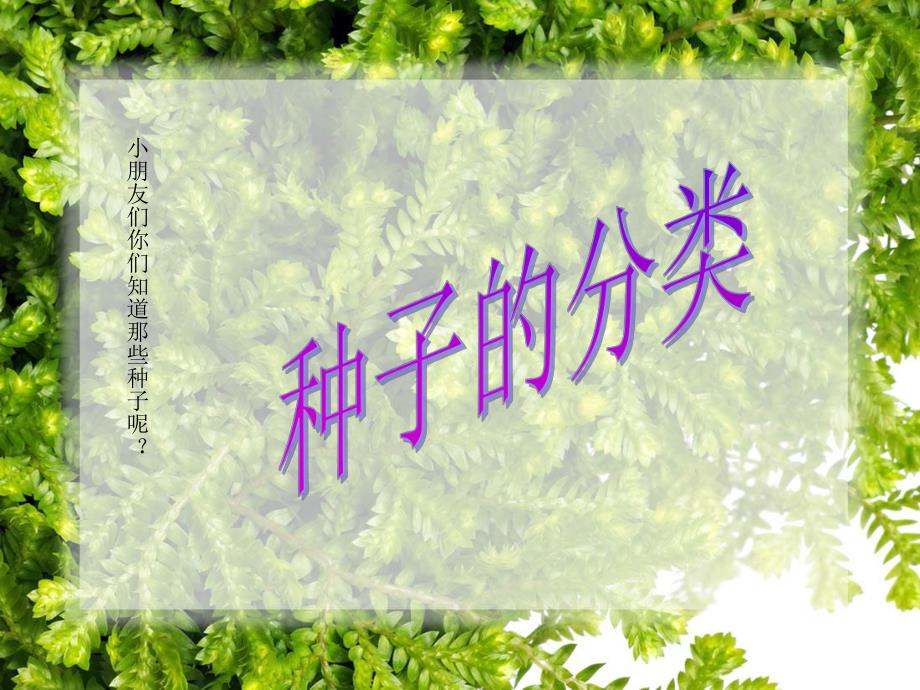 中班科学《种子的成长》PPT课件种子的成长.pptx_第2页