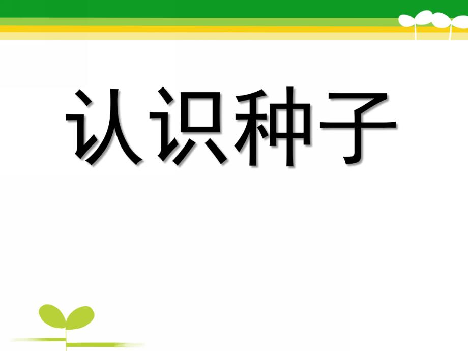 中班科学《认识种子》PPT课件教案幼儿中班认识种子.pptx_第1页