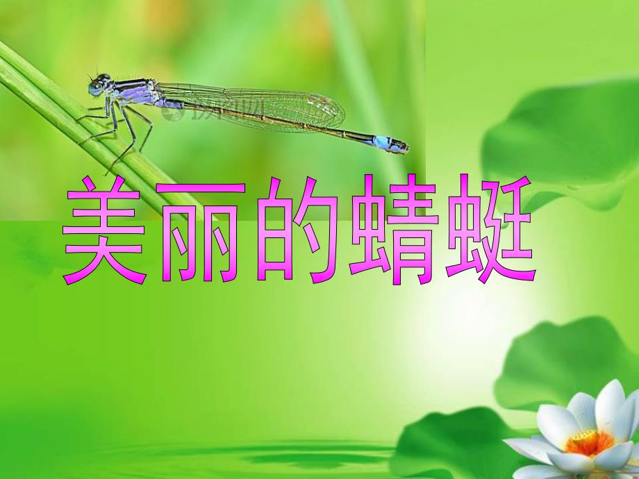 中班科学《美丽的蜻蜓》PPT课件美丽的蜻蜓.pptx_第1页