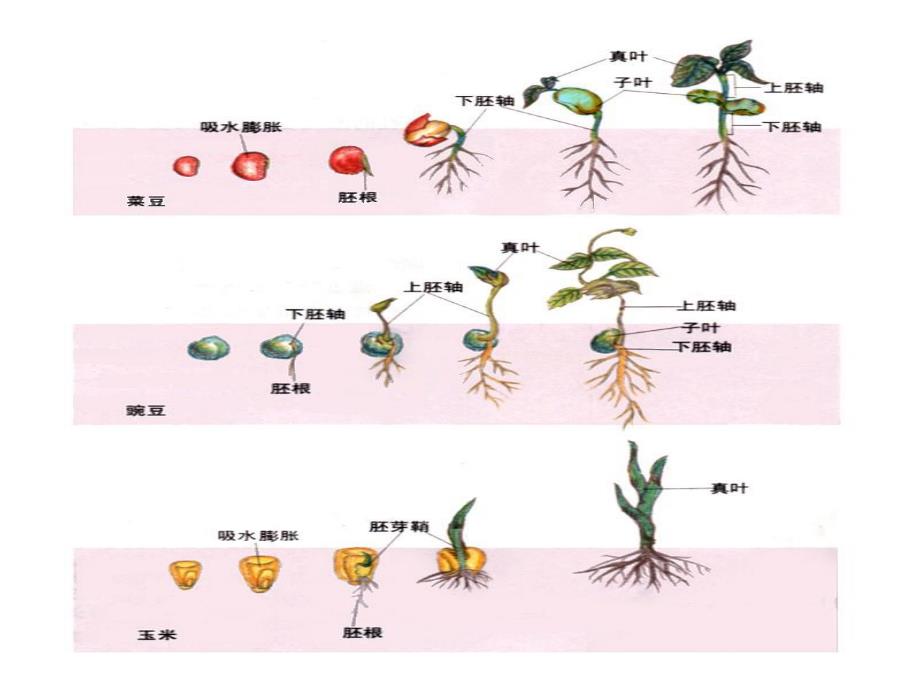 中班科学《各种各样的种子》PPT课件教案PPT.pptx_第2页