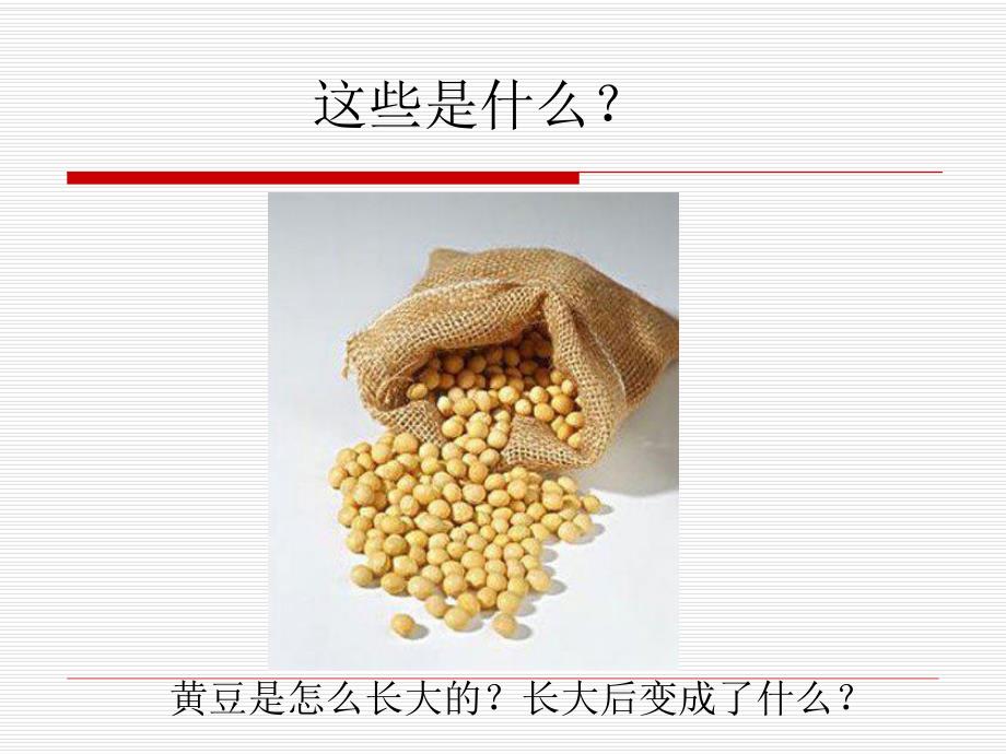 大班上科学《黄豆和豆制品》PPT课件大班上科学：黄豆和豆制品.pptx_第2页