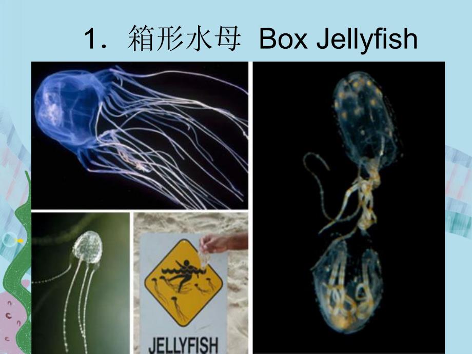 大班社会《十大最危险海洋动物》PPT课件十大最危险海洋动物.pptx_第2页