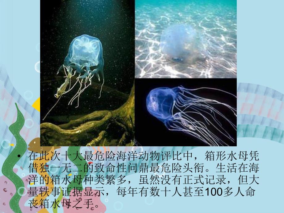 大班社会《十大最危险海洋动物》PPT课件十大最危险海洋动物.pptx_第3页