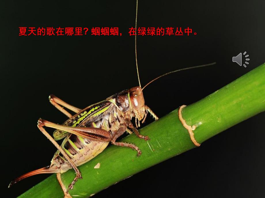 大班语言《夏天的歌》PPT课件教案PPT课件.pptx_第3页