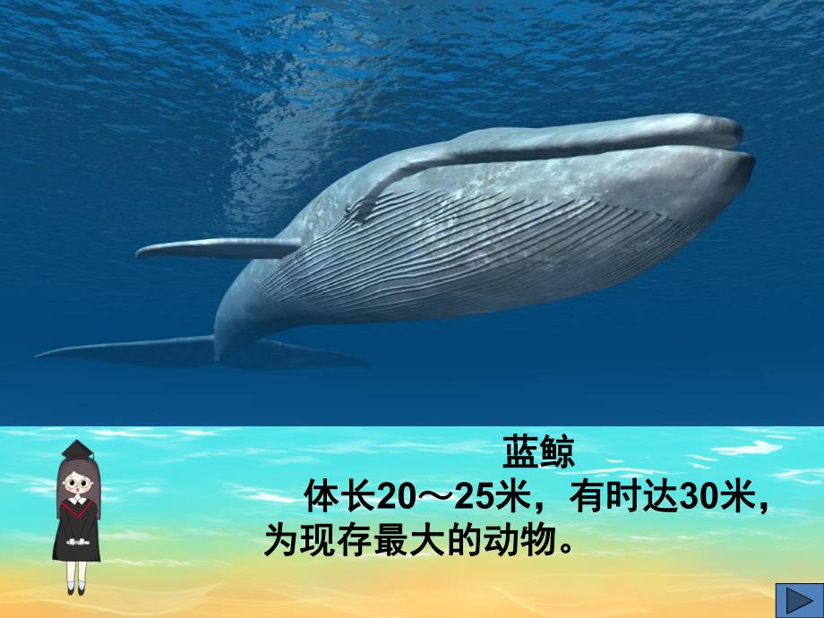 大班科学《海洋生物》PPT课件教案PPT课件.pptx_第3页