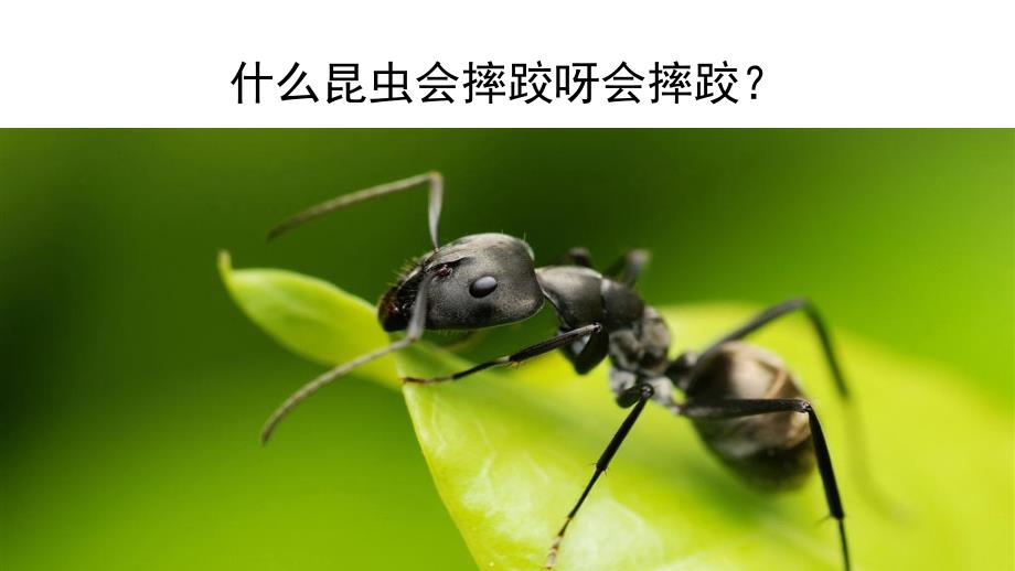 中班语言《昆虫运动会》PPT课件教案《昆虫运动会》.pptx_第3页