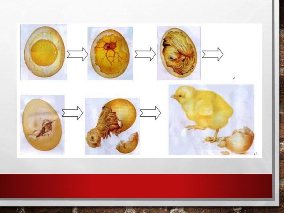 大班科学《动物如何生宝宝》PPT课件教案动物如何生宝宝.pptx_第3页