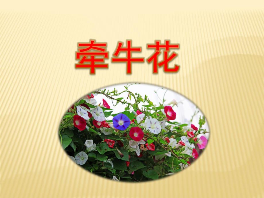 中班语言《牵牛花》PPT课件教案中班语言：牵牛花.pptx_第1页