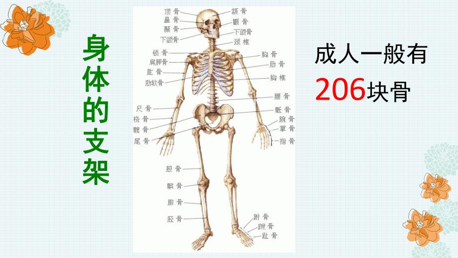 大班健康公开课《身体的支架》PPT课件教案身体的支架.pptx_第3页