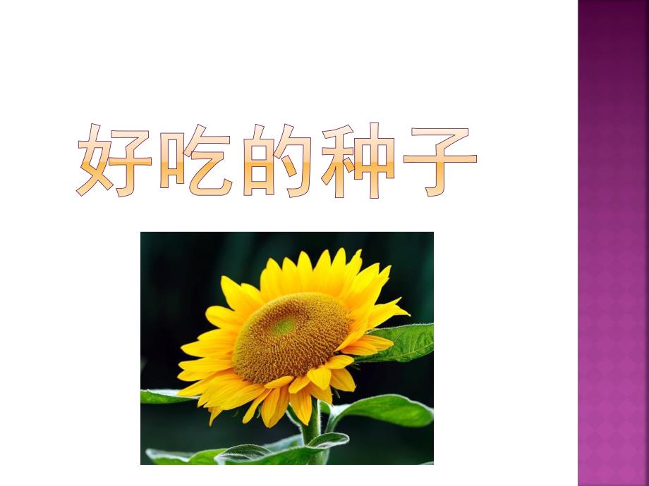 大班社会领域《好吃的种子》PPT课件教案好吃的种子.pptx_第1页