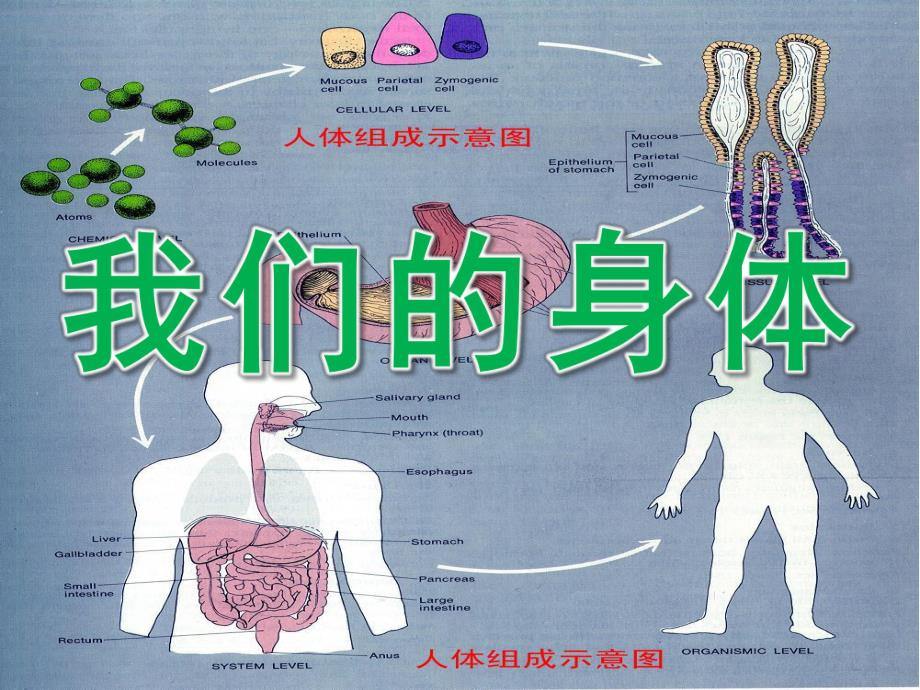 大班《我们的身体》PPT课件教案PPT课件.pptx_第1页