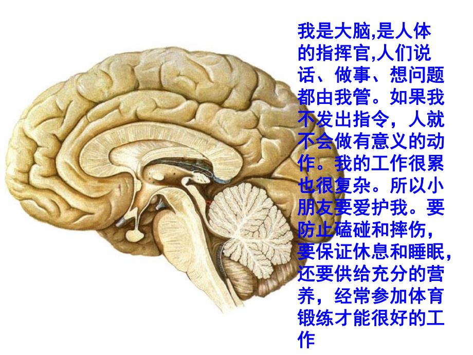 大班《我们的身体》PPT课件教案PPT课件.pptx_第3页