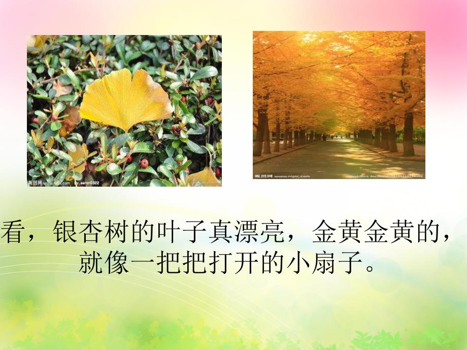 大班科学《树叶书签》PPT课件教案幼儿园大班树叶书签.pptx_第2页