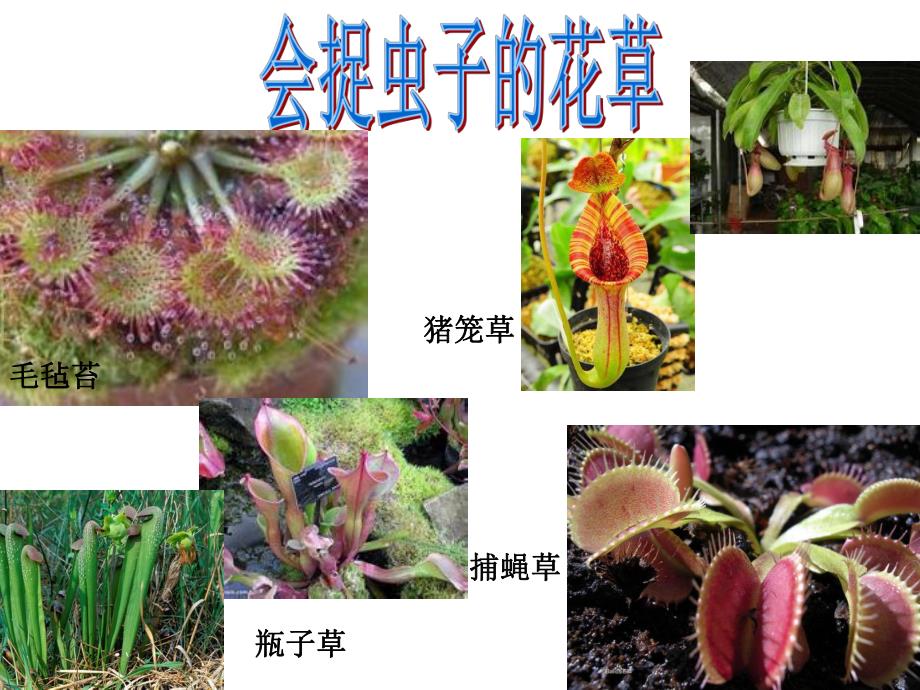 大班科学《奇特的花草》PPT课件教案ppt课件.pptx_第2页