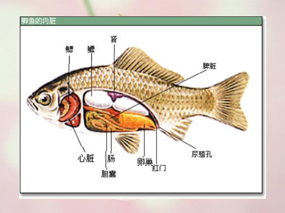 大班科学《鱼宝宝的秘密》PPT课件大班科学：鱼宝宝的秘密.pptx_第2页