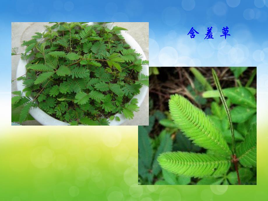 大班科学《另类植物》PPT课件教案PPT课件.pptx_第2页