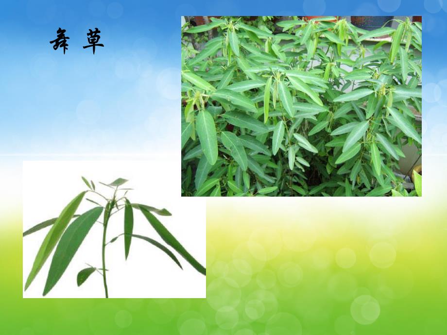 大班科学《另类植物》PPT课件教案PPT课件.pptx_第3页