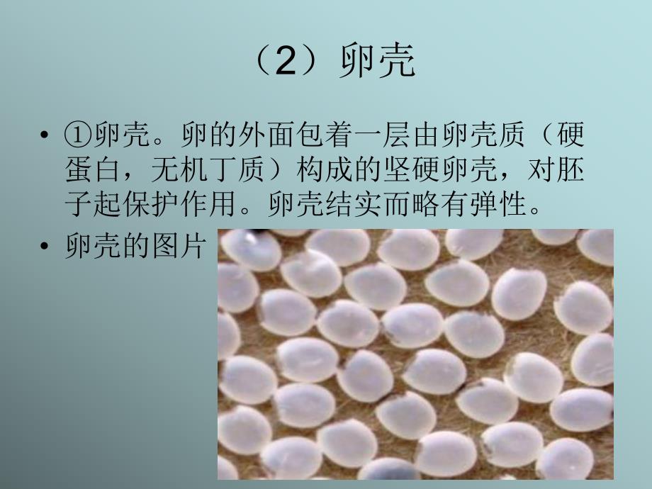 大班科学活动《蚕的一生》PPT课件教案大班科学课件《蚕的一生》PPT课件.pptx_第3页