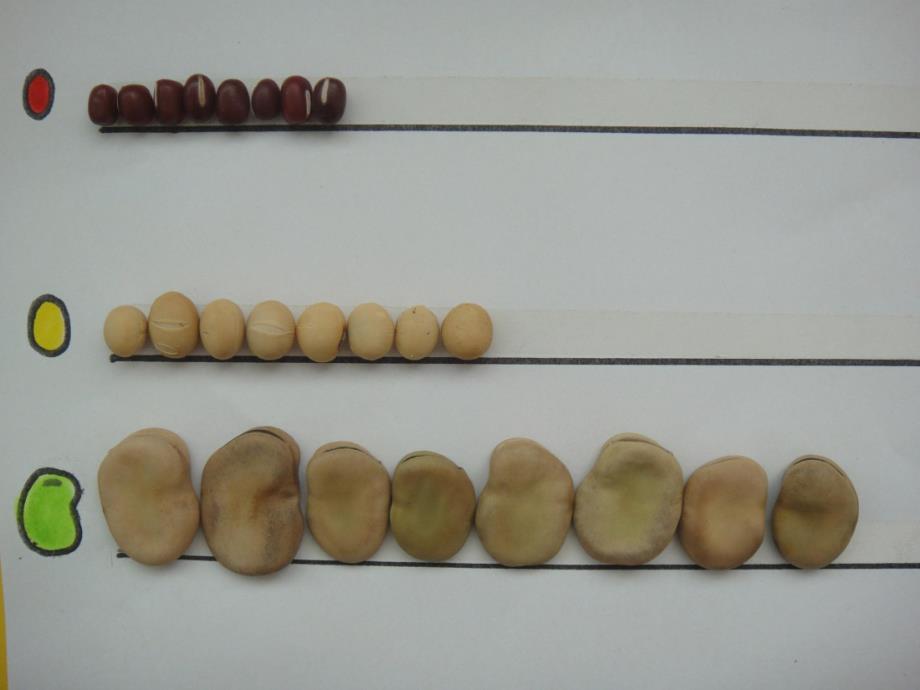 大班数学《豆宝宝排队》PPT课件教案395a76b5-78b4-4e49-a4d0-.pptx_第2页