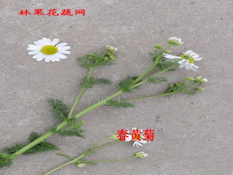 中班科学《漂亮的菊花》PPT课件教案中班科学ppt漂亮的菊花.ppt_第2页