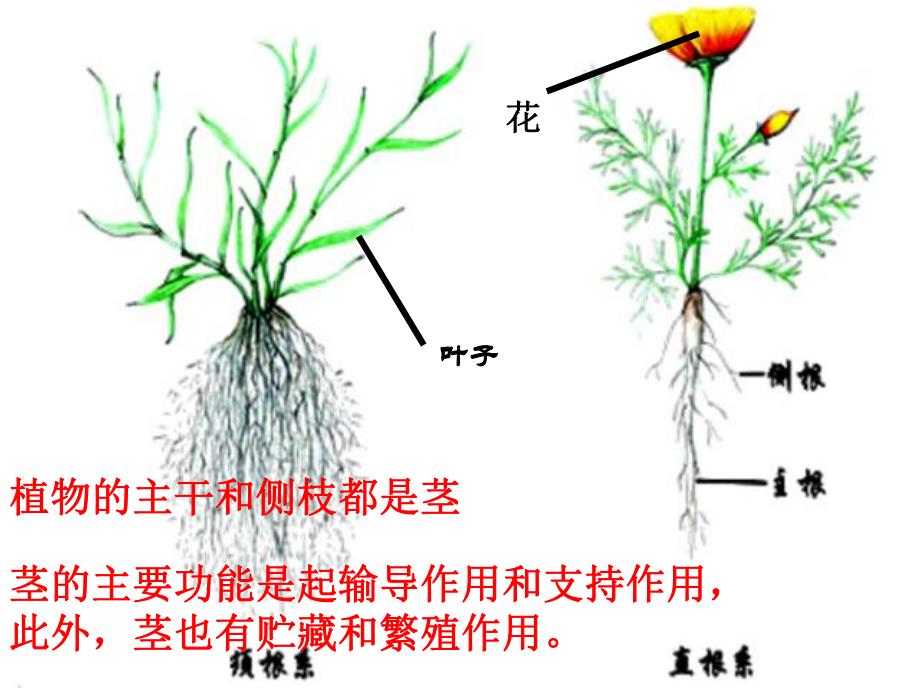 幼儿园科学活动《好吃又有营养的蔬菜》PPT课件教案科学活动：好吃又有营养的蔬菜.pptx_第3页