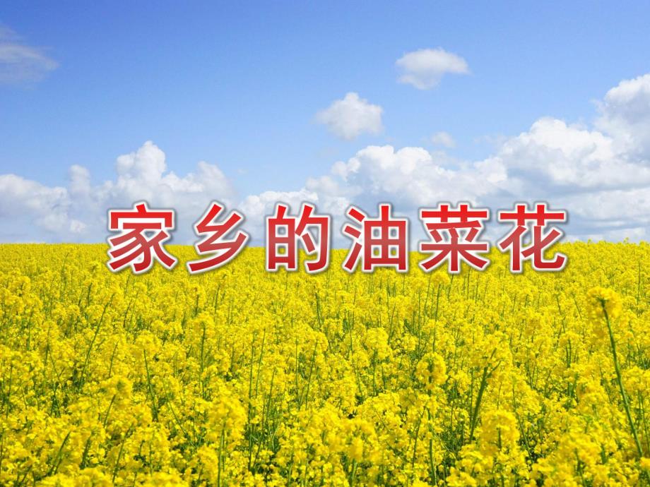 小班科学《家乡的油菜花》PPT课件教案PPT课件.pptx_第1页