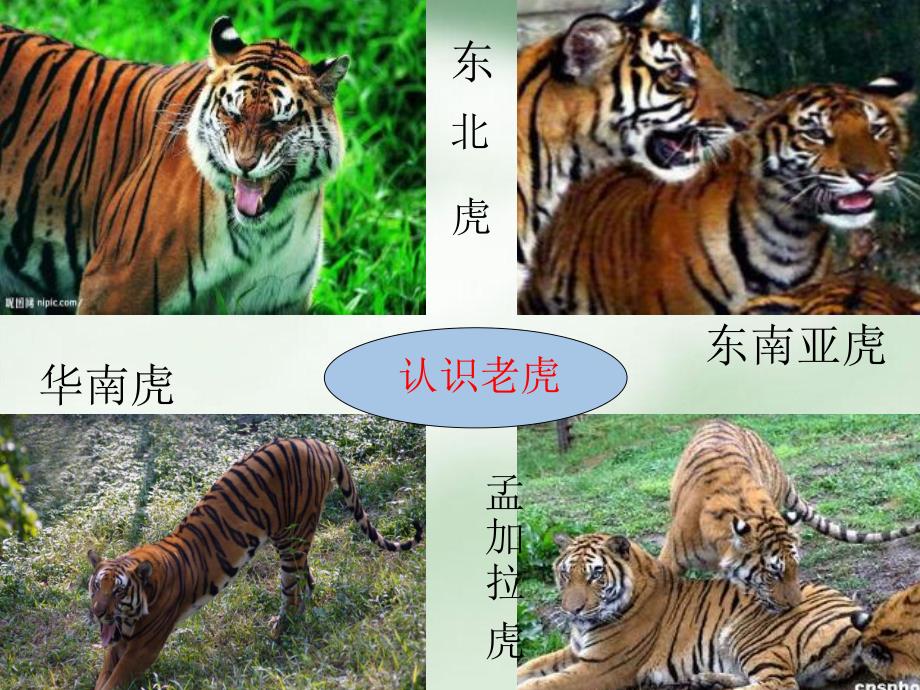 中班科学《老虎和猫》PPT课件中一班科学老虎和猫课件.ppt_第3页