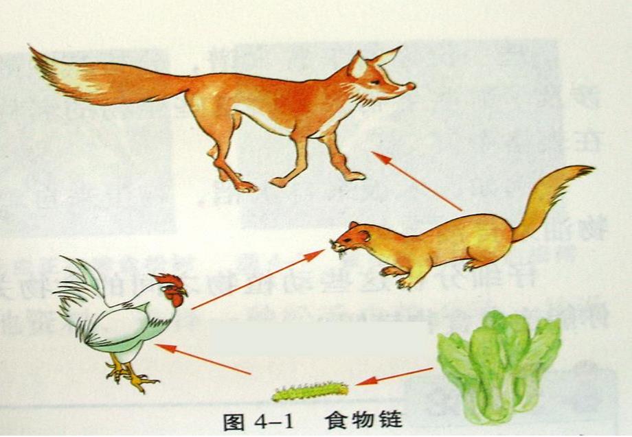 幼儿园食物链PPT课件教案图片大班谁吃谁食物链科学区域玩具.pptx_第2页