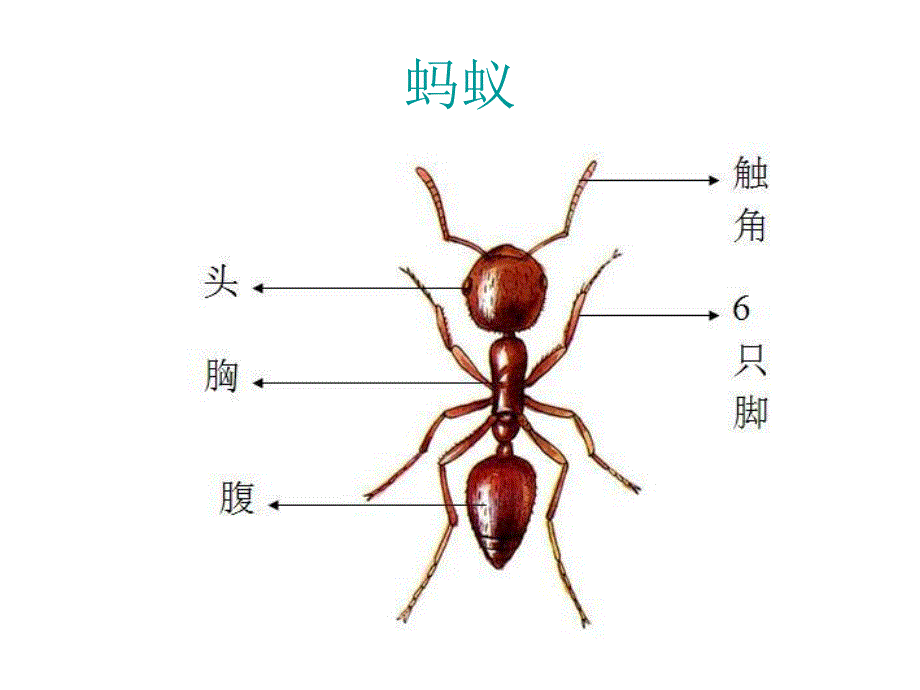 中班故事《蚂蚁王国》PPT课件教案配音音乐PPT课件.ppt_第3页