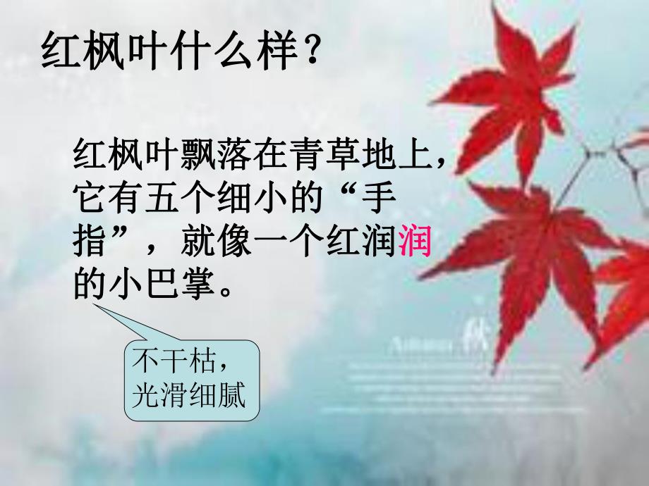 中班语言《一片红枫叶》PPT课件教案PPT课件.ppt_第3页