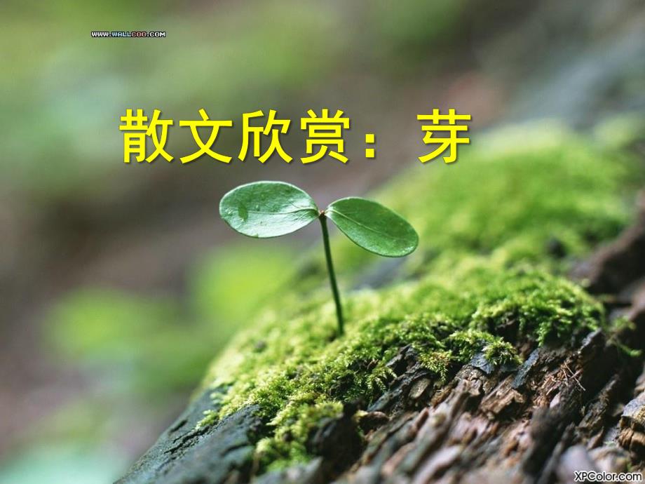 中班语言散文《芽》PPT课件.ppt_第1页