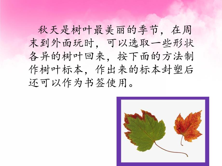 中班科学《树叶标本》PPT课件树叶标本.ppt_第2页