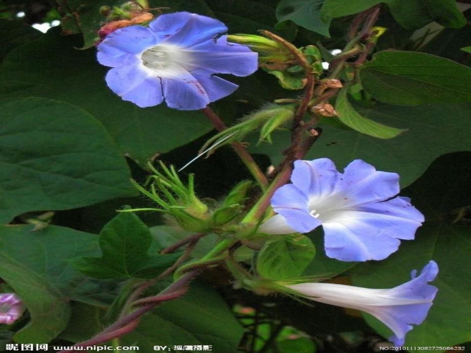 中班科学《植物的弯曲运动》PPT课件教案科学：植物的弯曲运动.ppt_第2页