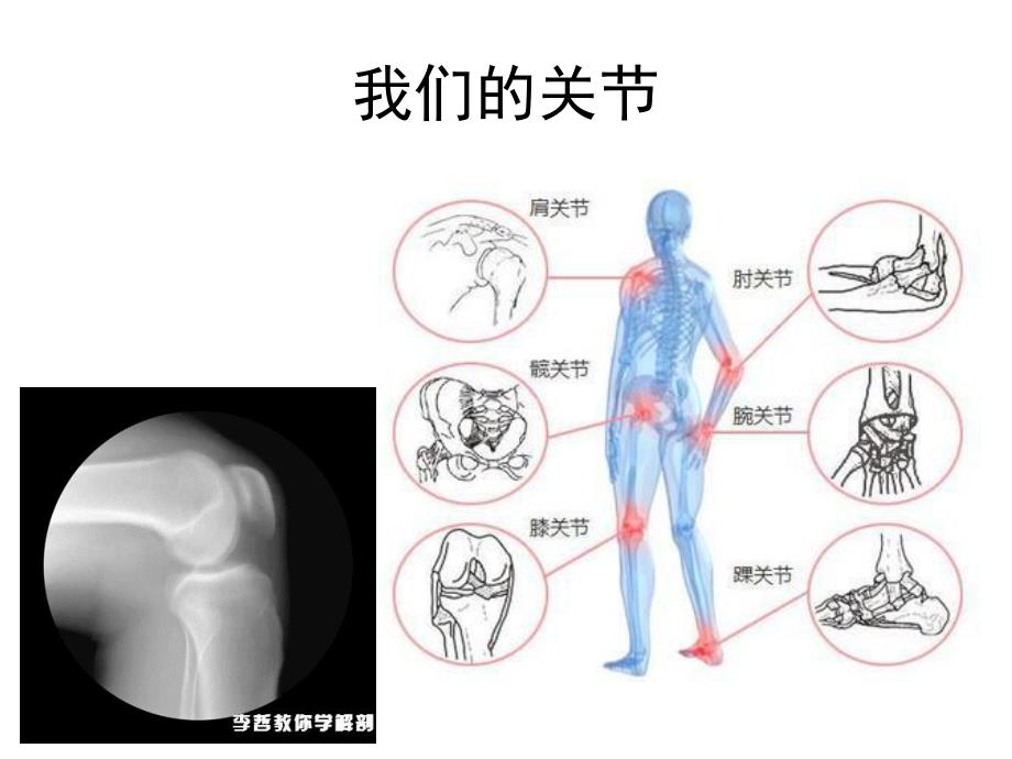 中班健康《动一动扭一扭》PPT课件教案中班健康：动一动.ppt_第3页