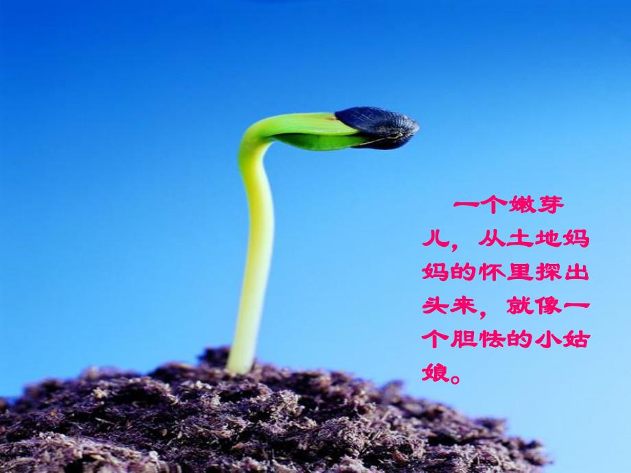 中班语言散文诗《芽》PPT课件教案芽.ppt_第3页