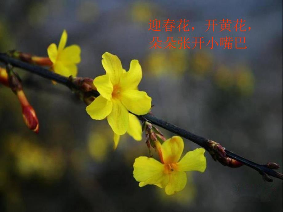 小班语言《迎春花》PPT课件教案小班语言：迎春花.pptx_第3页