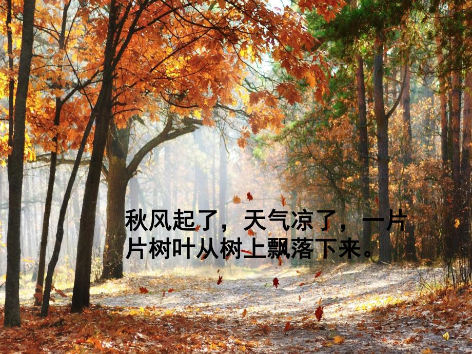 中班语言《落叶》PPT课件教案配音音乐PPT课件.ppt_第3页