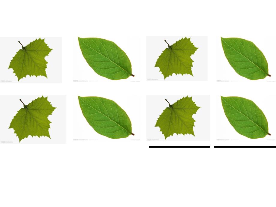 树叶排队PPT课件教案图片中班数学小树叶排队.pptx_第3页