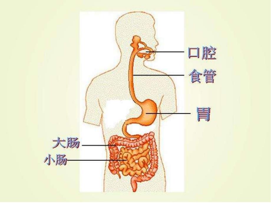 中班健康教育《文明进餐我最棒》PPT课件教案PPT课件.ppt_第2页