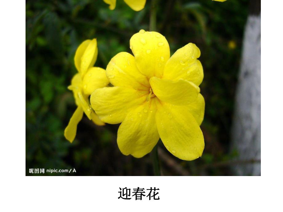 小班美术《春花的花》PPT课件小班美术：春花的花.pptx_第3页