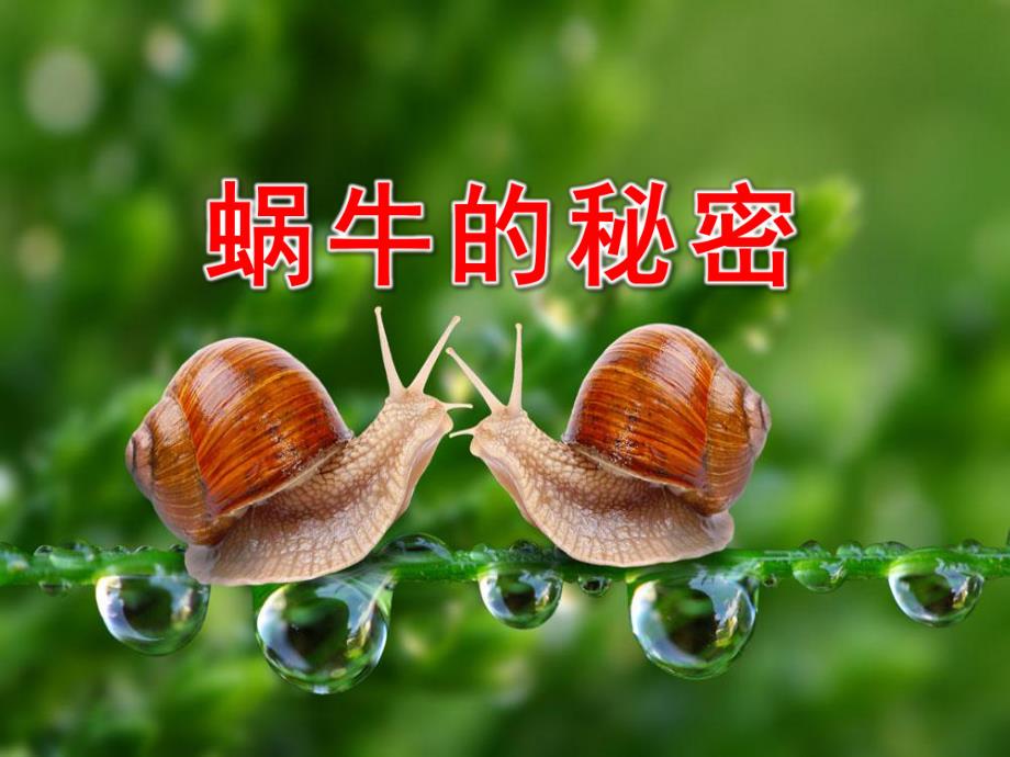 中班科学《蜗牛的秘密》PPT课件教案认识小蜗牛.ppt_第1页